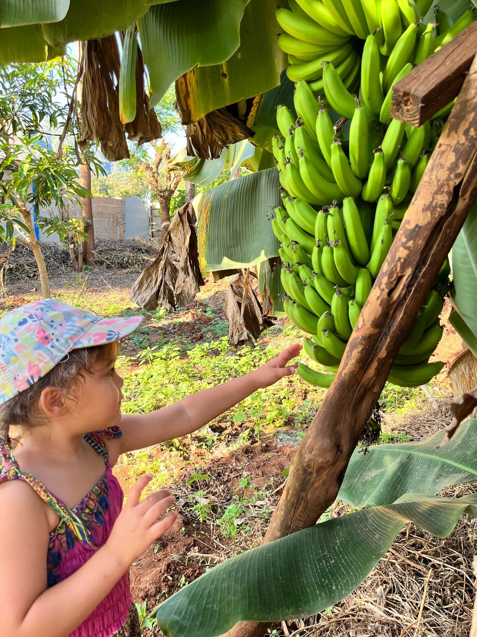 A kid with a banana plant